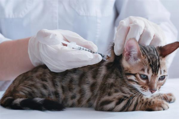 猫要注射哪几种疫苗，常见的有核心疫苗、猫瘟疫苗等