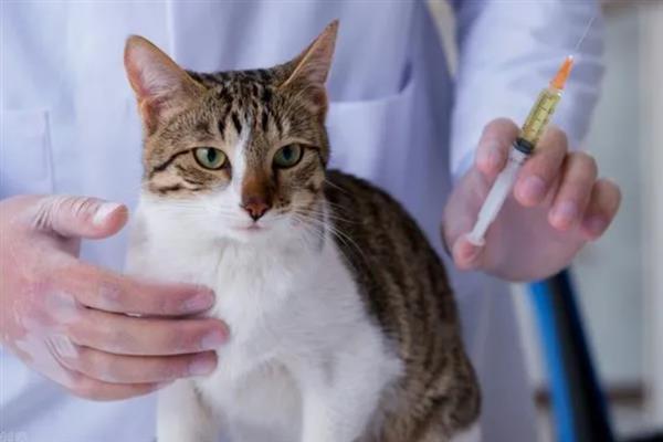 猫要注射哪几种疫苗，常见的有核心疫苗、猫瘟疫苗等