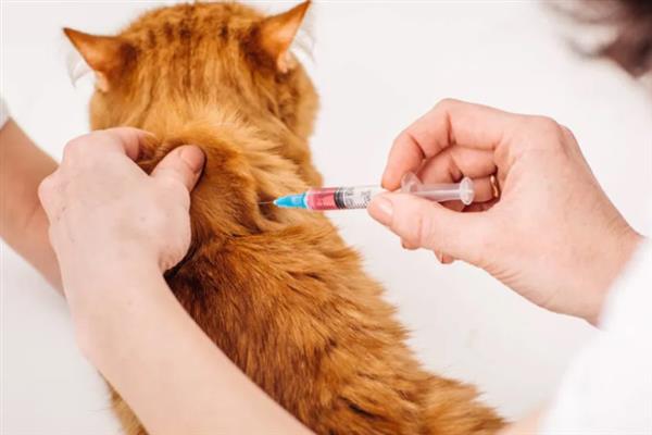 猫要注射哪几种疫苗，常见的有核心疫苗、猫瘟疫苗等