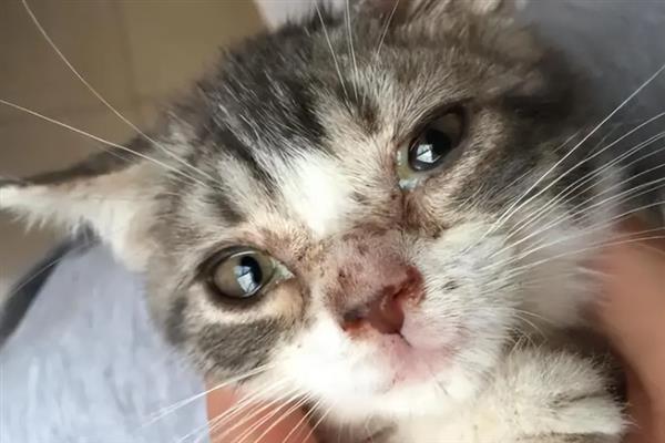 猫要注射哪几种疫苗，常见的有核心疫苗、猫瘟疫苗等