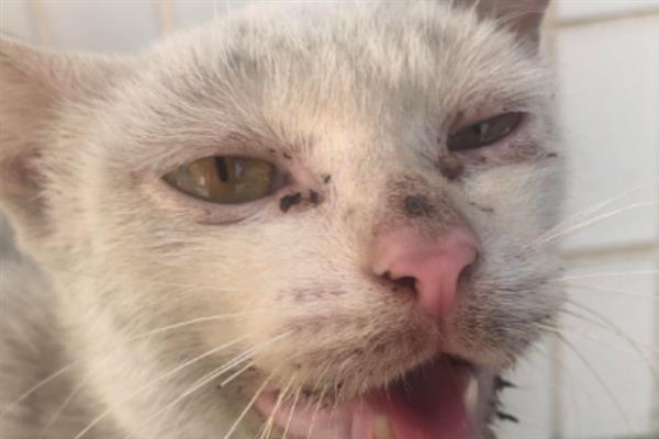 猫要注射哪几种疫苗，常见的有核心疫苗、猫瘟疫苗等