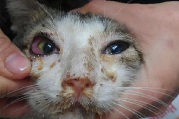 猫要注射哪几种疫苗，常见的有核心疫苗、猫瘟疫苗等