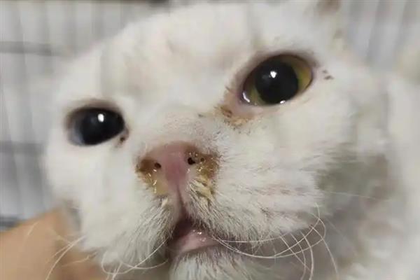猫要注射哪几种疫苗，常见的有核心疫苗、猫瘟疫苗等