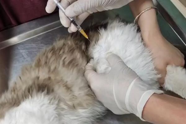 猫要注射哪几种疫苗，常见的有核心疫苗、猫瘟疫苗等