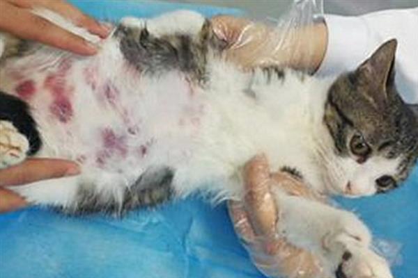 猫要注射哪几种疫苗，常见的有核心疫苗、猫瘟疫苗等