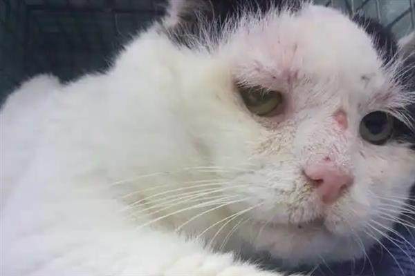 猫要注射哪几种疫苗，常见的有核心疫苗、猫瘟疫苗等