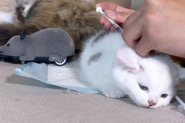 猫要注射哪几种疫苗，常见的有核心疫苗、猫瘟疫苗等