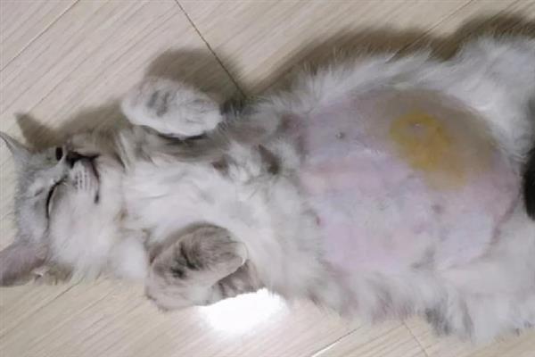 猫要注射哪几种疫苗，常见的有核心疫苗、猫瘟疫苗等