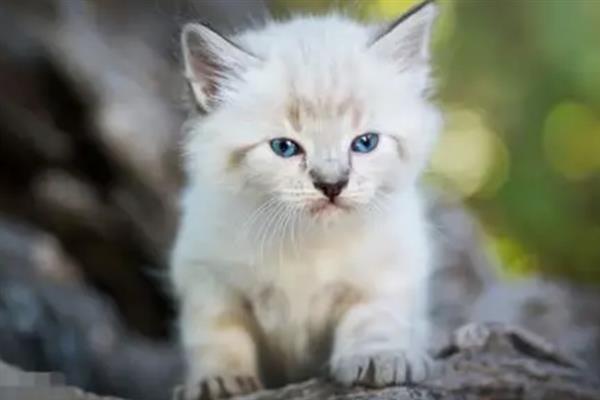 猫要注射哪几种疫苗，常见的有核心疫苗、猫瘟疫苗等