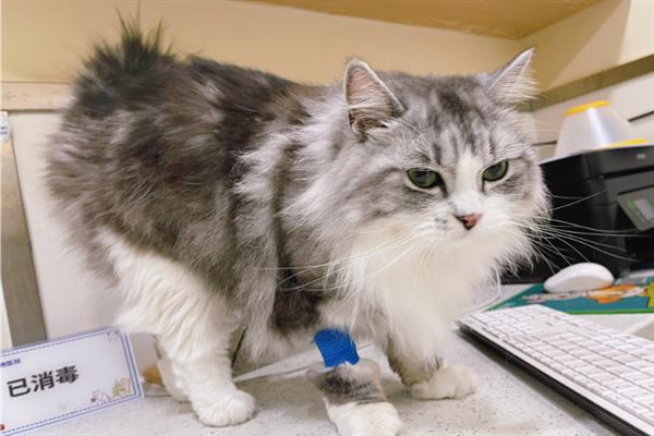 猫要注射哪几种疫苗，常见的有核心疫苗、猫瘟疫苗等