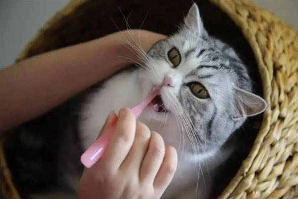 猫要注射哪几种疫苗，常见的有核心疫苗、猫瘟疫苗等