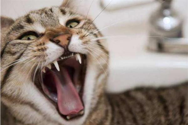 猫要注射哪几种疫苗，常见的有核心疫苗、猫瘟疫苗等