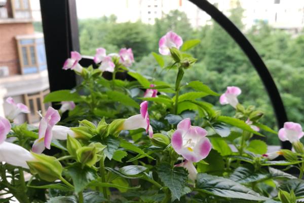 蓝猪耳的养殖方法，夏季要勤通风