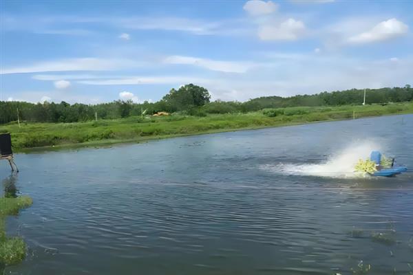 鲈鱼怎么养殖，每隔5-7天注一次新水
