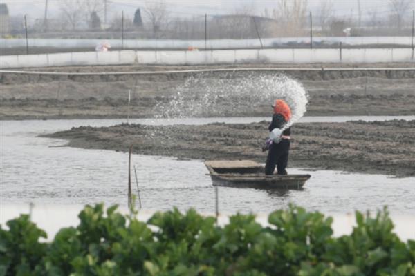 鲈鱼怎么养殖，每隔5-7天注一次新水