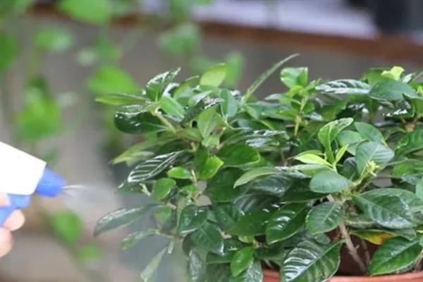 怎么防治栀子花叶斑病，发病初期可喷施甲基托布津