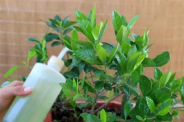 怎么防治栀子花叶斑病，发病初期可喷施甲基托布津