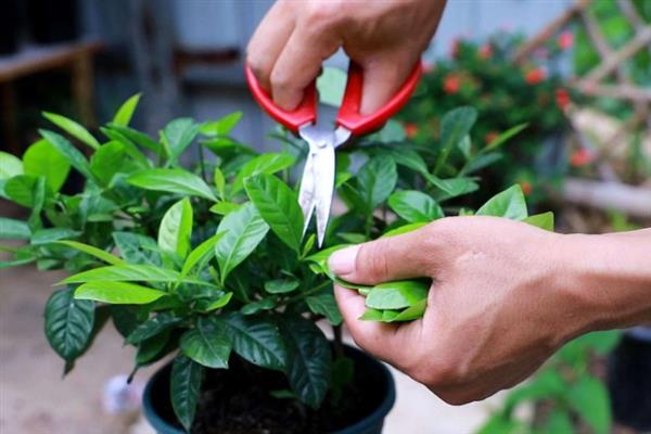 怎么防治栀子花叶斑病，发病初期可喷施甲基托布津