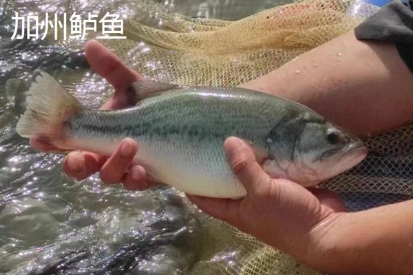 鲈鱼怎么养殖，每隔5-7天注一次新水