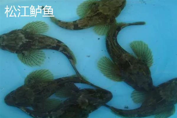 鲈鱼怎么养殖，每隔5-7天注一次新水