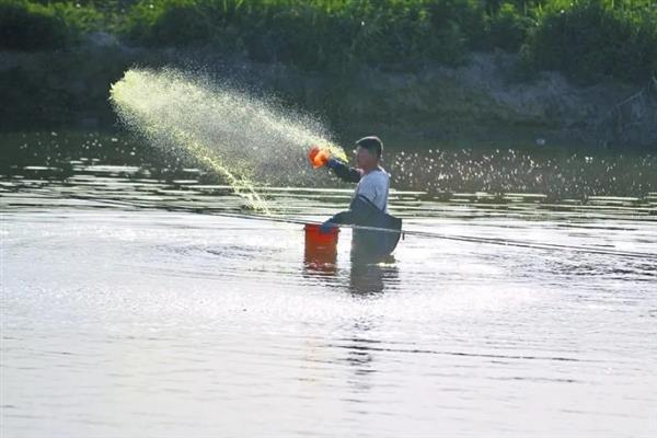 鲈鱼怎么养殖，每隔5-7天注一次新水