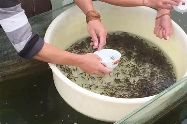 鲈鱼怎么养殖，每隔5-7天注一次新水
