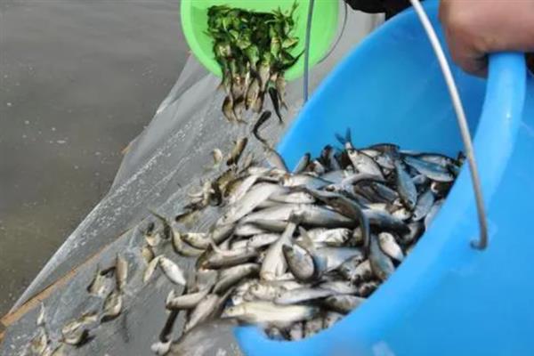鲈鱼怎么养殖，每隔5-7天注一次新水