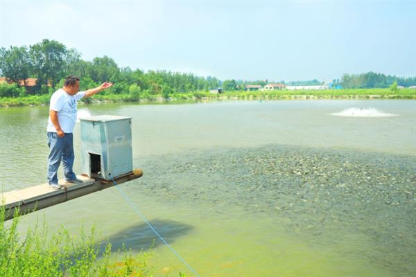 鲈鱼怎么养殖，每隔5-7天注一次新水