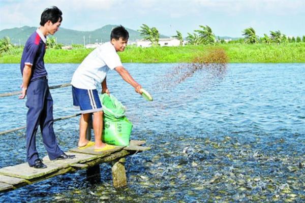 鲈鱼怎么养殖，每隔5-7天注一次新水