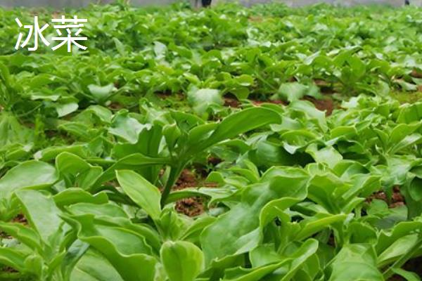 不怕高温的蔬菜有哪些，包括秋葵、豇豆、空心菜等品种