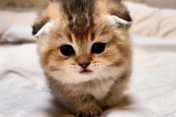 猫咪只有一个蛋蛋是怎么回事，可能是存在隐睾的情况