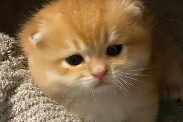 猫咪只有一个蛋蛋是怎么回事，可能是存在隐睾的情况
