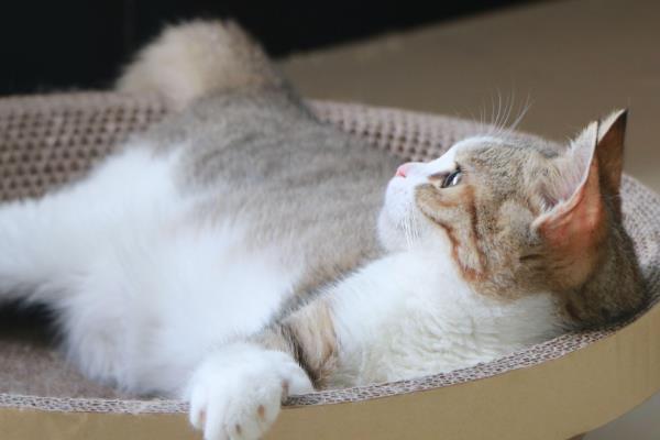 猫咪只有一个蛋蛋是怎么回事，可能是存在隐睾的情况
