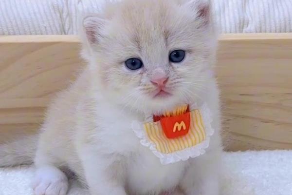 猫咪只有一个蛋蛋是怎么回事，可能是存在隐睾的情况