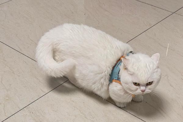猫咪只有一个蛋蛋是怎么回事，可能是存在隐睾的情况