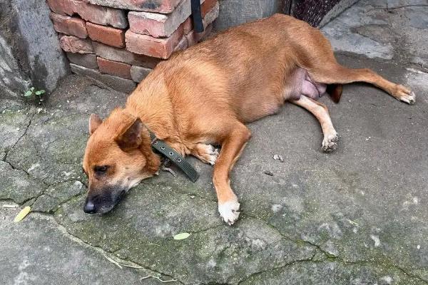 犬立克次氏体病介绍，潜伏期为8-20天左右