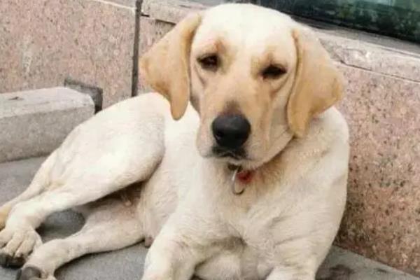 犬立克次氏体病介绍，潜伏期为8-20天左右