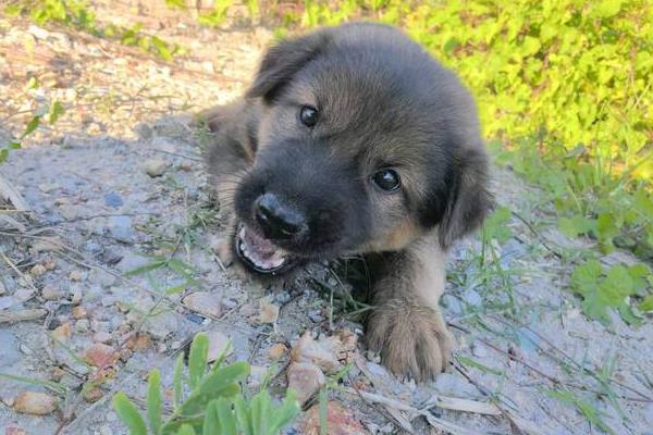犬立克次氏体病介绍，潜伏期为8-20天左右