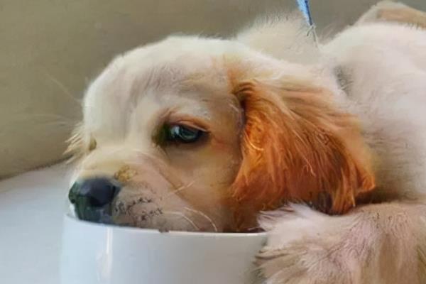 犬立克次氏体病介绍，潜伏期为8-20天左右