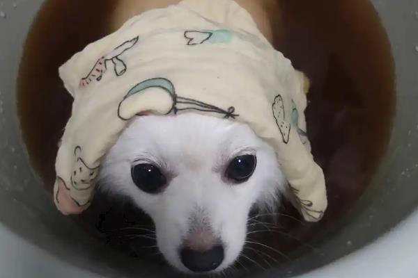 犬立克次氏体病介绍，潜伏期为8-20天左右
