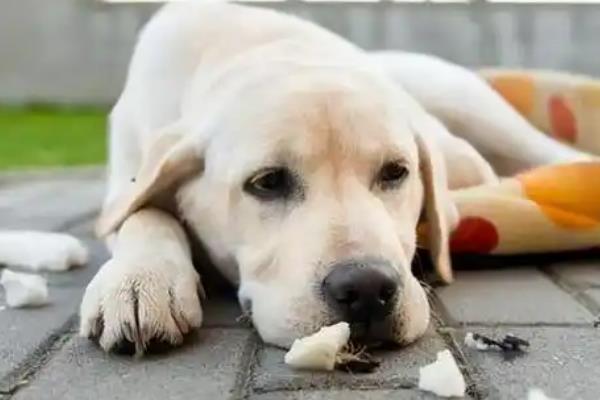 犬立克次氏体病介绍，潜伏期为8-20天左右