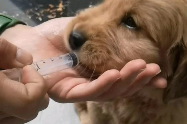犬立克次氏体病介绍，潜伏期为8-20天左右
