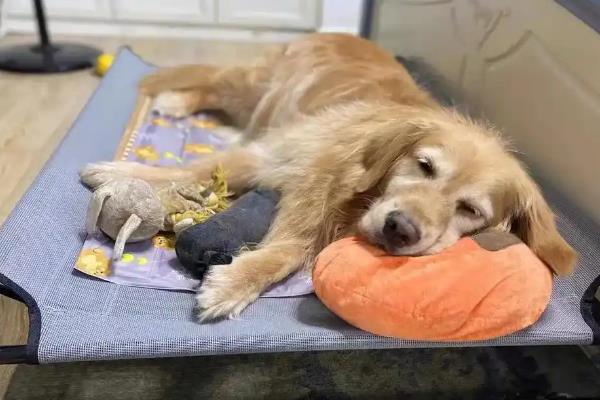 犬立克次氏体病介绍，潜伏期为8-20天左右