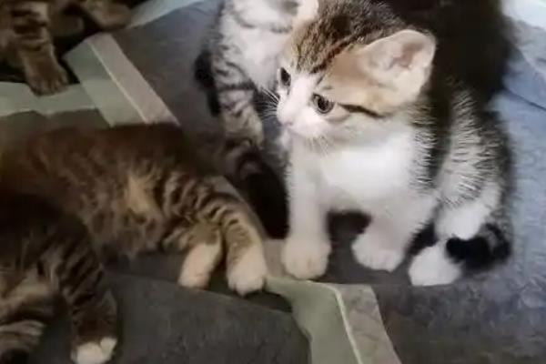 猫咪只有一个蛋蛋是怎么回事，可能是存在隐睾的情况