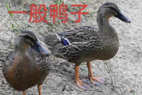 麻鸭和一般鸭子的区别，羽色、体型等有所不同