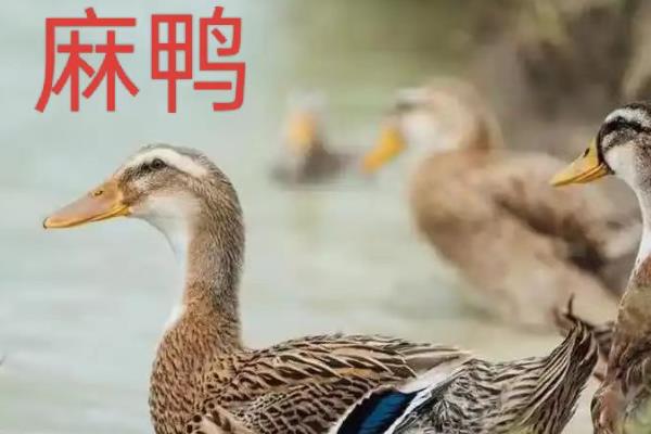 麻鸭和一般鸭子的区别，羽色、体型等有所不同