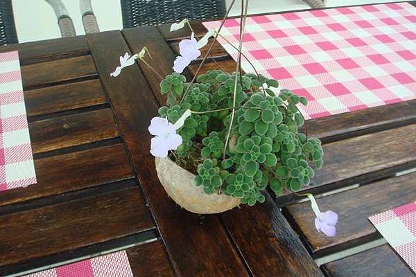 怎么增加海豚花的开花量，花期使用磷钾肥可促进花芽分化