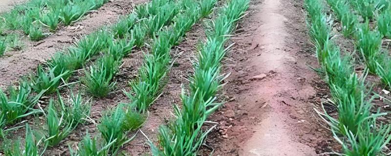 9月份能不能栽韭菜根，种植后可以提高成活率