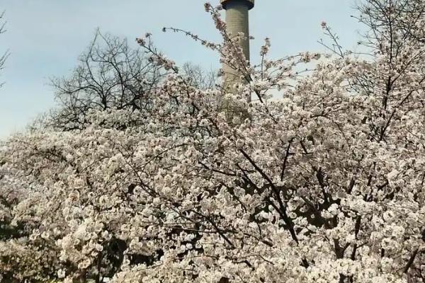 玉渊潭的花期，花期在每年3月下旬