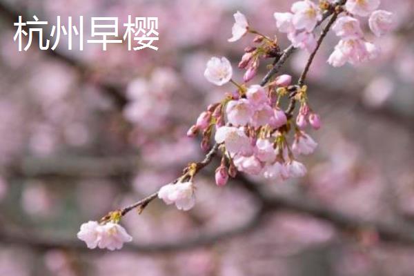 玉渊潭的花期，花期在每年3月下旬